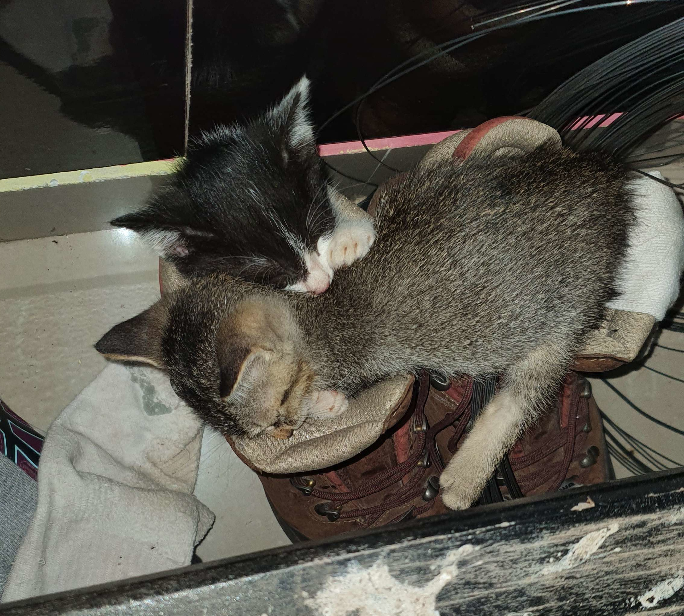 Kittens convert one of the researcher's shoes into a comfy bed. Photo: SN Marliana.