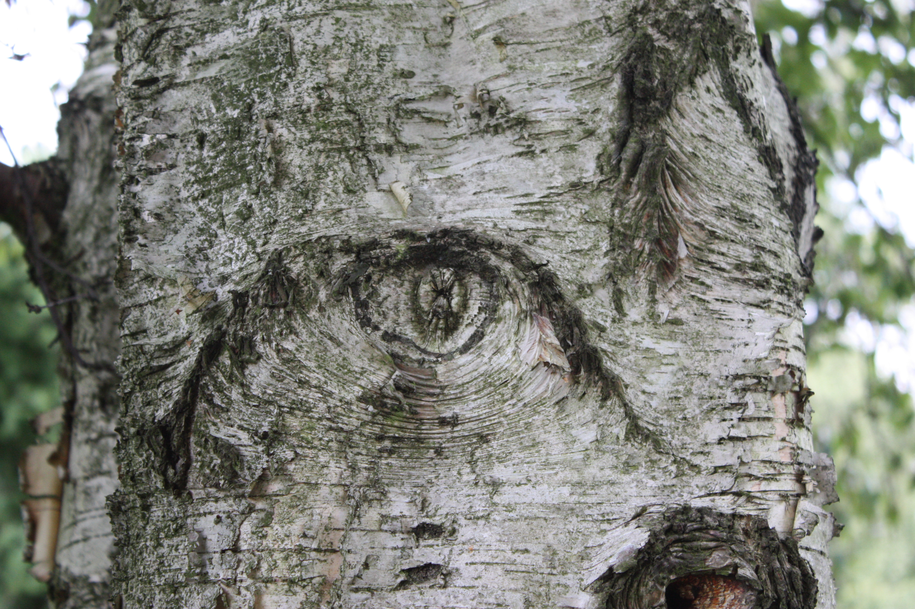 Eye in a Birch Tree
